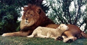 lion-and-lamb-lie-down-together